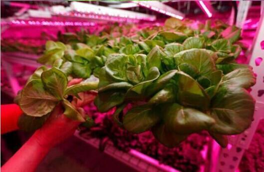 Plant Growth RED:BLUE /660nm:460nm LED Grow Light SMD2835 120LEDs 24W Per Meter Strip - LEDStrips8