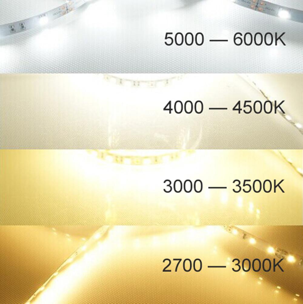 DC 12V Dimmable SMD5050-300 Flexible LED Strips 60 LEDs Per Meter 10mm Width 900lm Per Meter - LEDStrips8