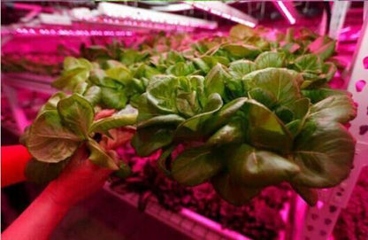 Plant Growth RED:BLUE /660nm:460nm  LED Grow Light  SMD3528 240LEDs  24W Per Meter Strip - LEDStrips8